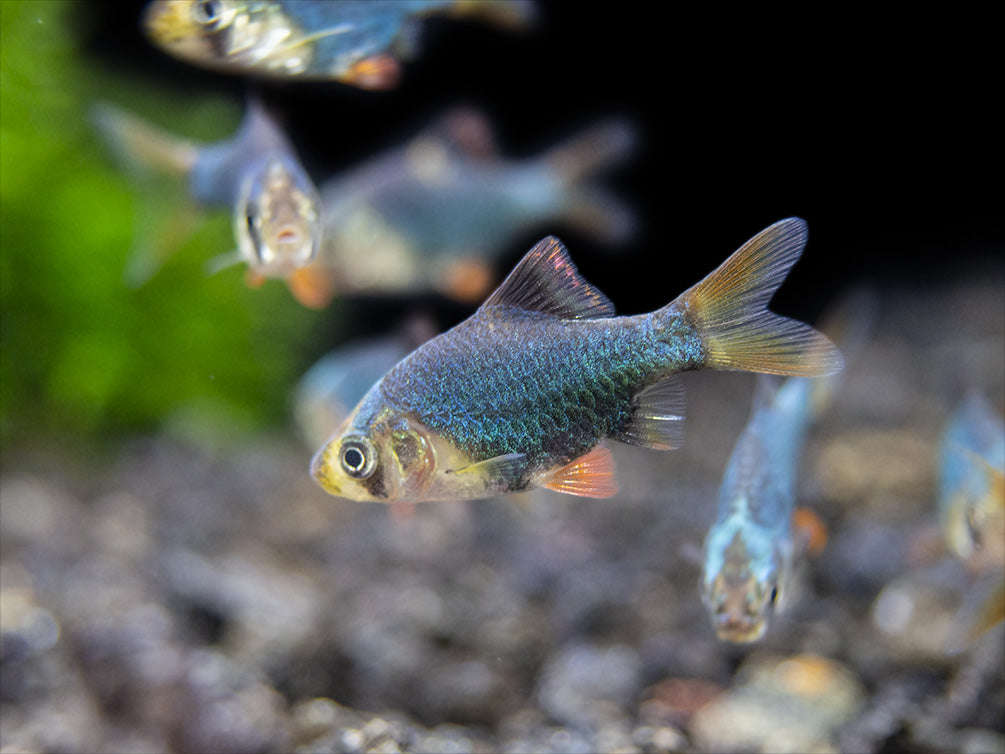 Green Tiger Barb (Puntigrus tetrazona), Tank-Bred