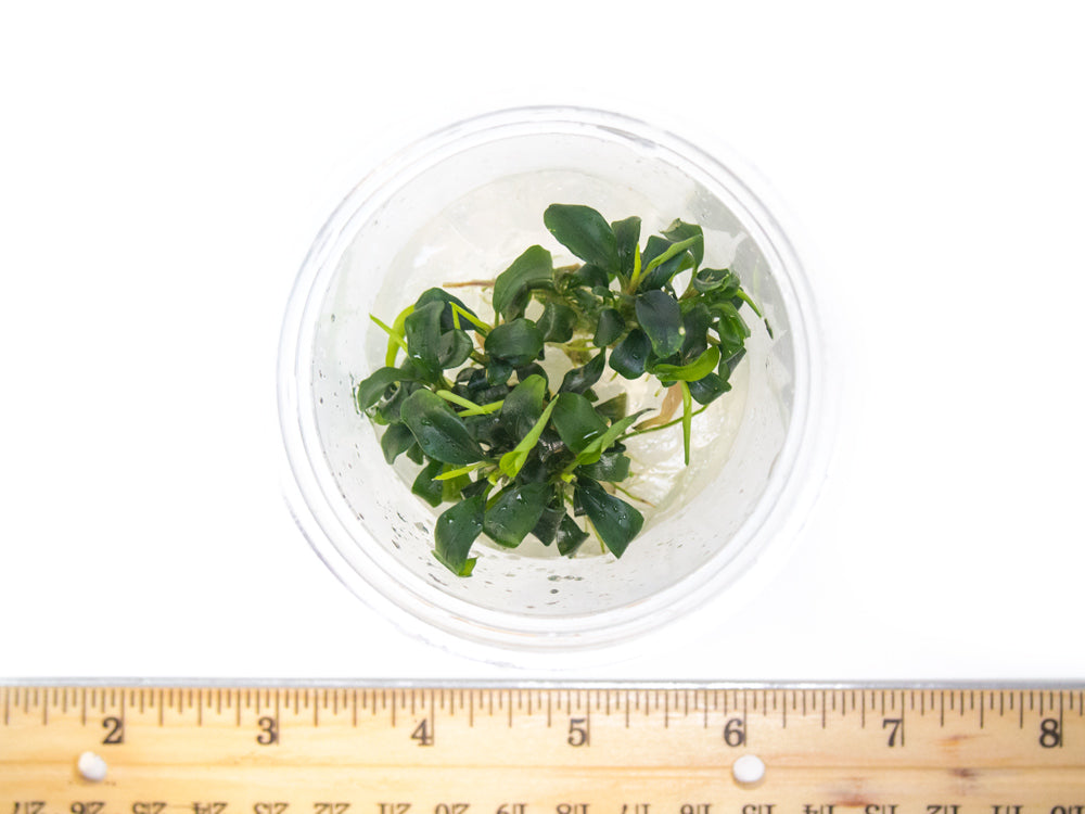 Green Wavy Buce Plant (Bucephalandra sp. "Green Wavy") Tissue Culture