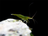 Green Jade Shrimp Breeder Combo Box