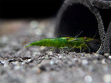 Green Jade Shrimp Breeder Combo Box