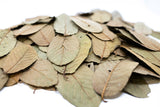 dried guava leaves 