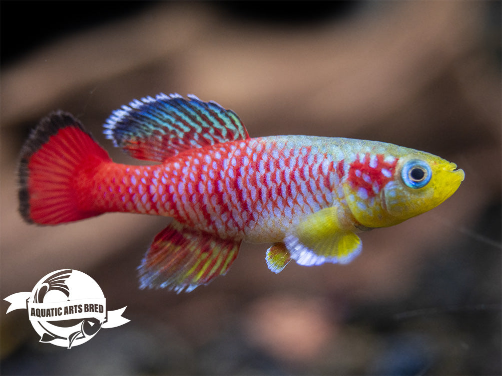 Gunther's Blue Zanzibar Killifish (Nothobranchius guentheri), BREDBY: Aquatic Arts