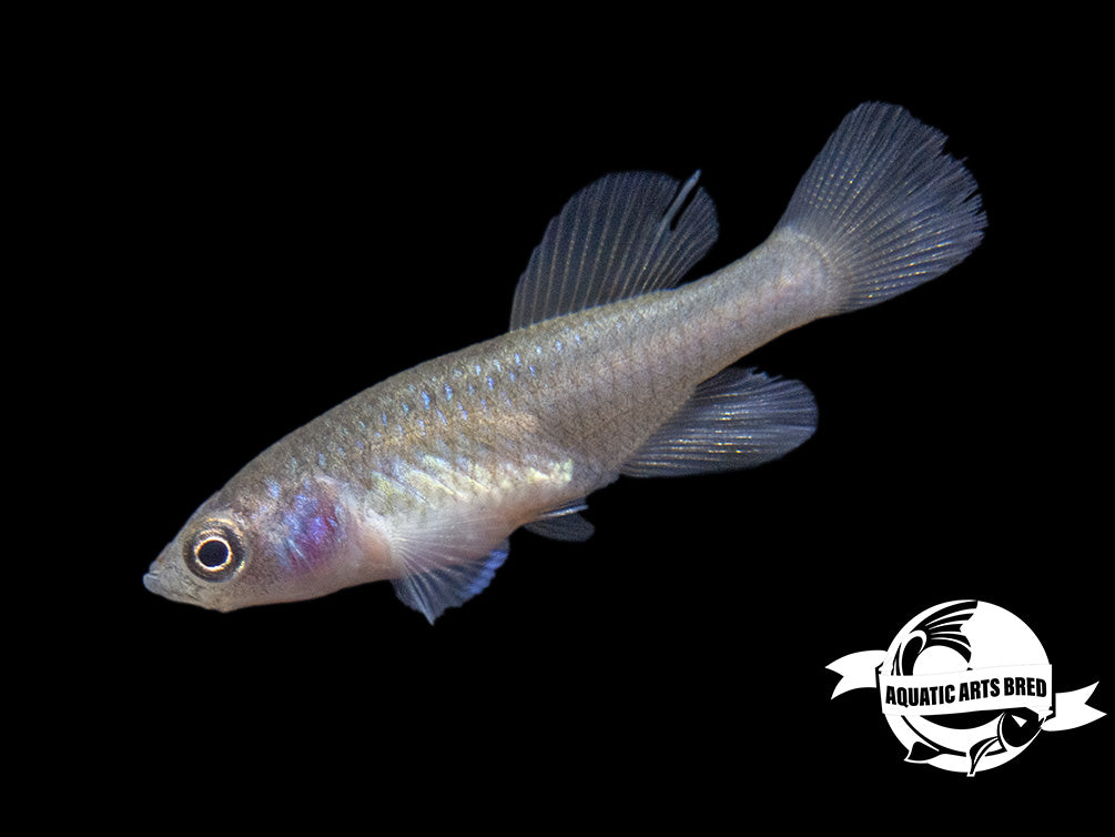 Gunther's Blue Zanzibar Killifish (Nothobranchius guentheri), BREDBY: Aquatic Arts