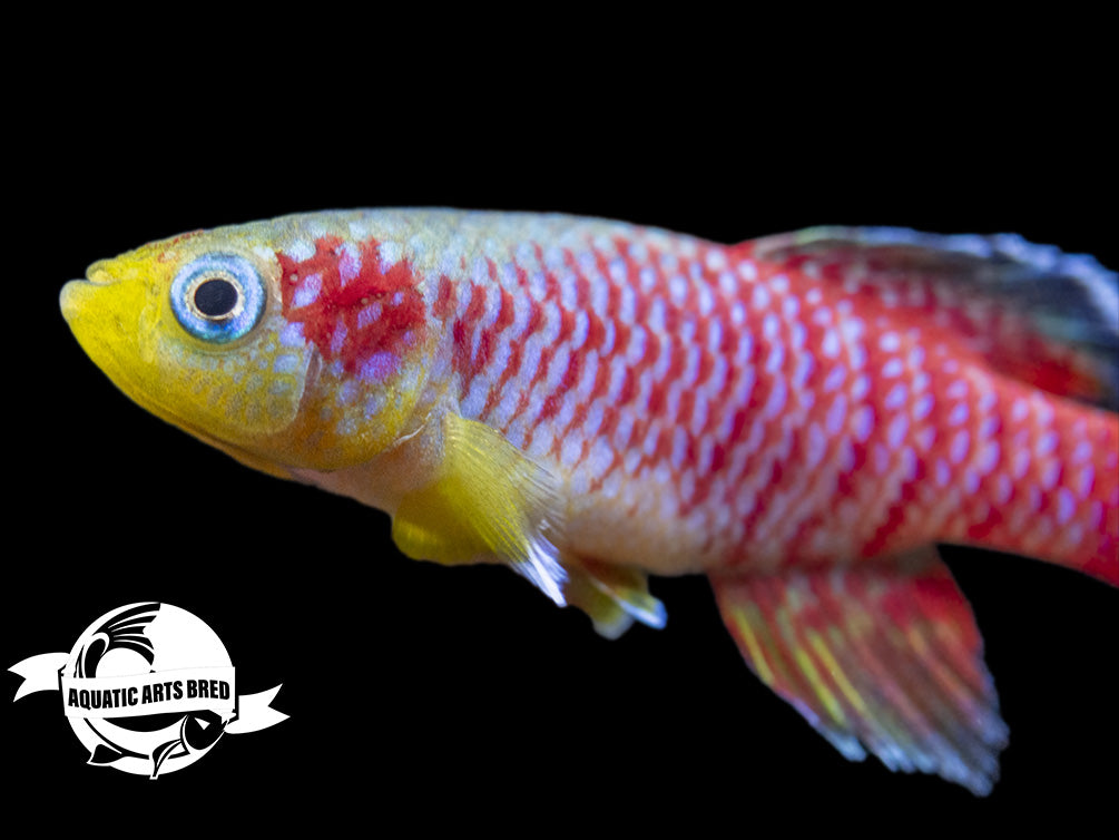 Gunther's Blue Zanzibar Killifish (Nothobranchius guentheri), BREDBY: Aquatic Arts