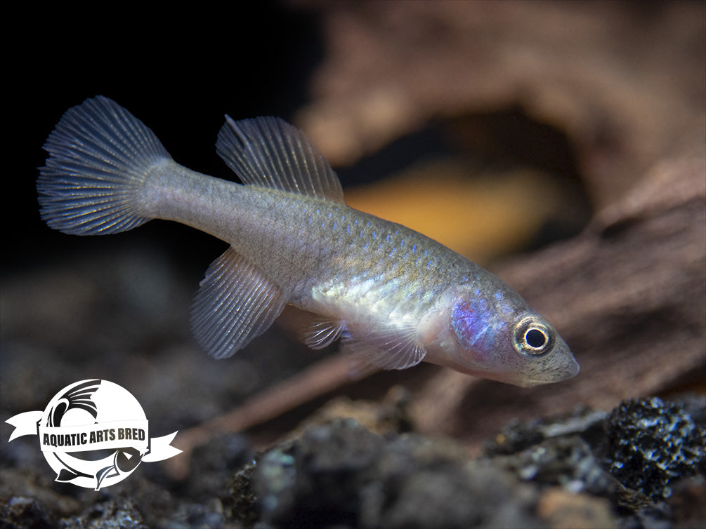 Gunther's Blue Zanzibar Killifish (Nothobranchius guentheri), BREDBY: Aquatic Arts