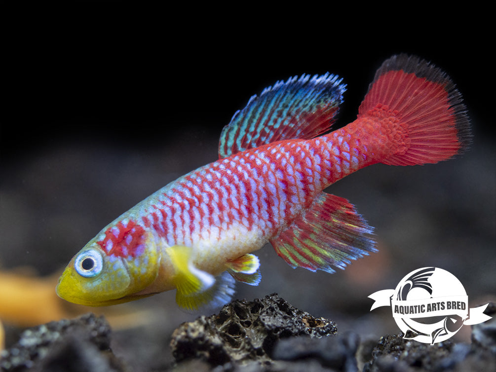 Gunther's Blue Zanzibar Killifish (Nothobranchius guentheri), BREDBY: Aquatic Arts