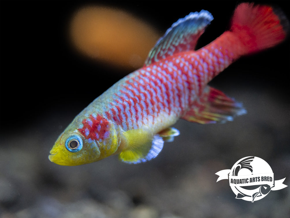 Gunther's Blue Zanzibar Killifish (Nothobranchius guentheri), BREDBY: Aquatic Arts