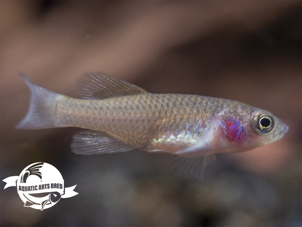 Gunther's Blue Zanzibar Killifish (Nothobranchius guentheri), BREDBY: Aquatic Arts