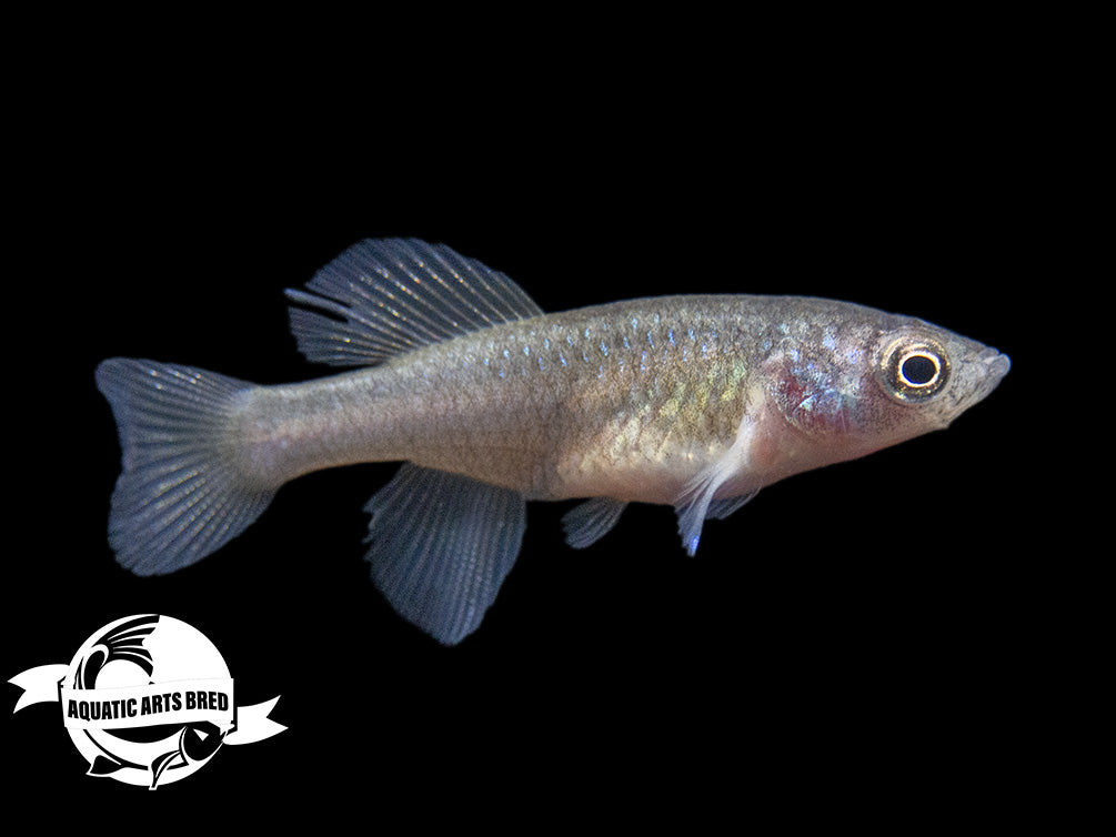 Gunther's Blue Zanzibar Killifish (Nothobranchius guentheri), BREDBY: Aquatic Arts