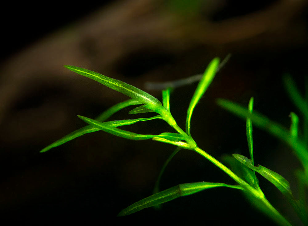 Guppy Grass AKA Najas Grass (Najas guadelupensis), Loose Portion