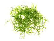 Guppy Grass AKA Najas Grass (Najas guadelupensis), Loose Portion