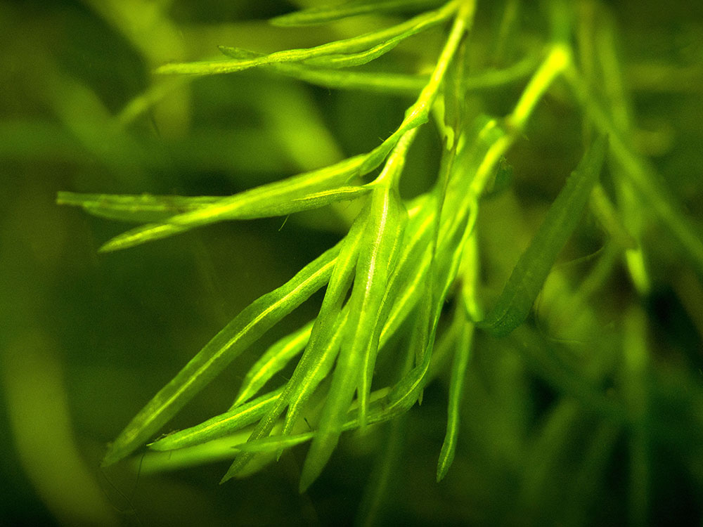 Guppy Grass AKA Najas Grass (Najas guadelupensis), Loose Portion