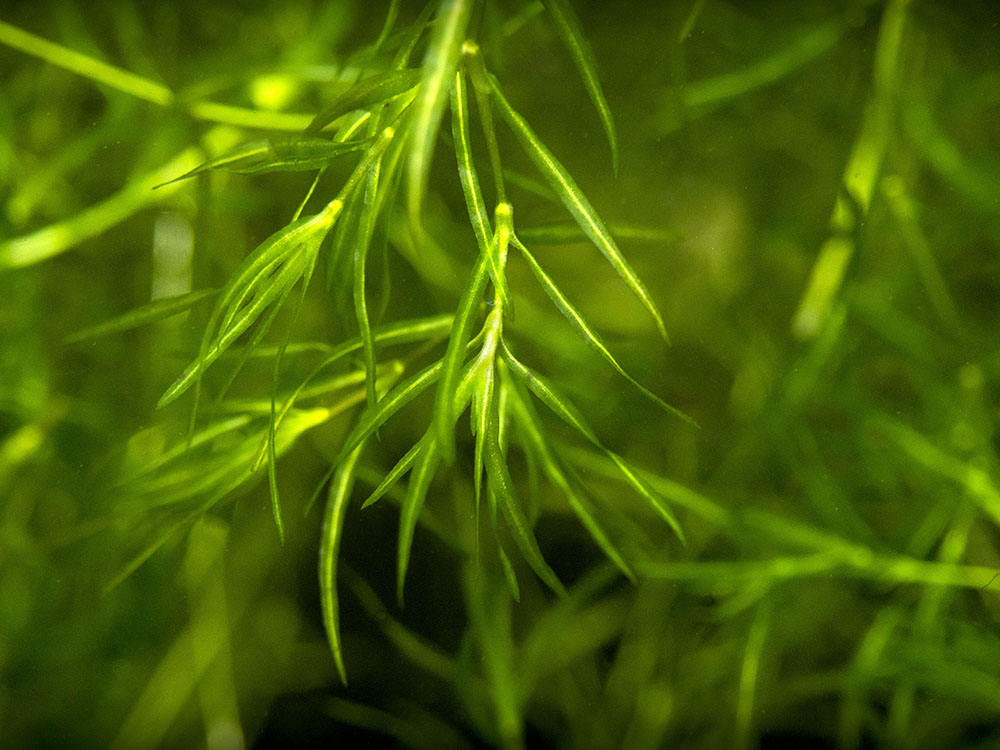 Guppy Grass AKA Najas Grass (Najas guadelupensis), Loose Portion