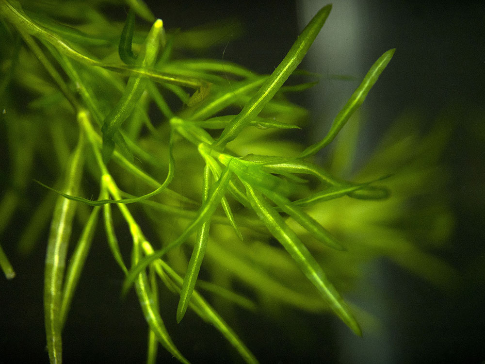 Guppy Grass AKA Najas Grass (Najas guadelupensis), Loose Portion