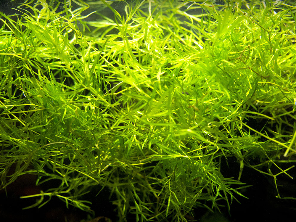 Guppy Grass AKA Najas Grass (Najas guadelupensis), Loose Portion