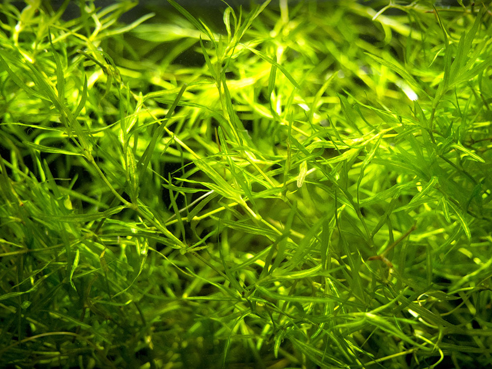 DELUXE Java Moss (Vesicularia dubyana), Loose Portion - Aquatic Arts