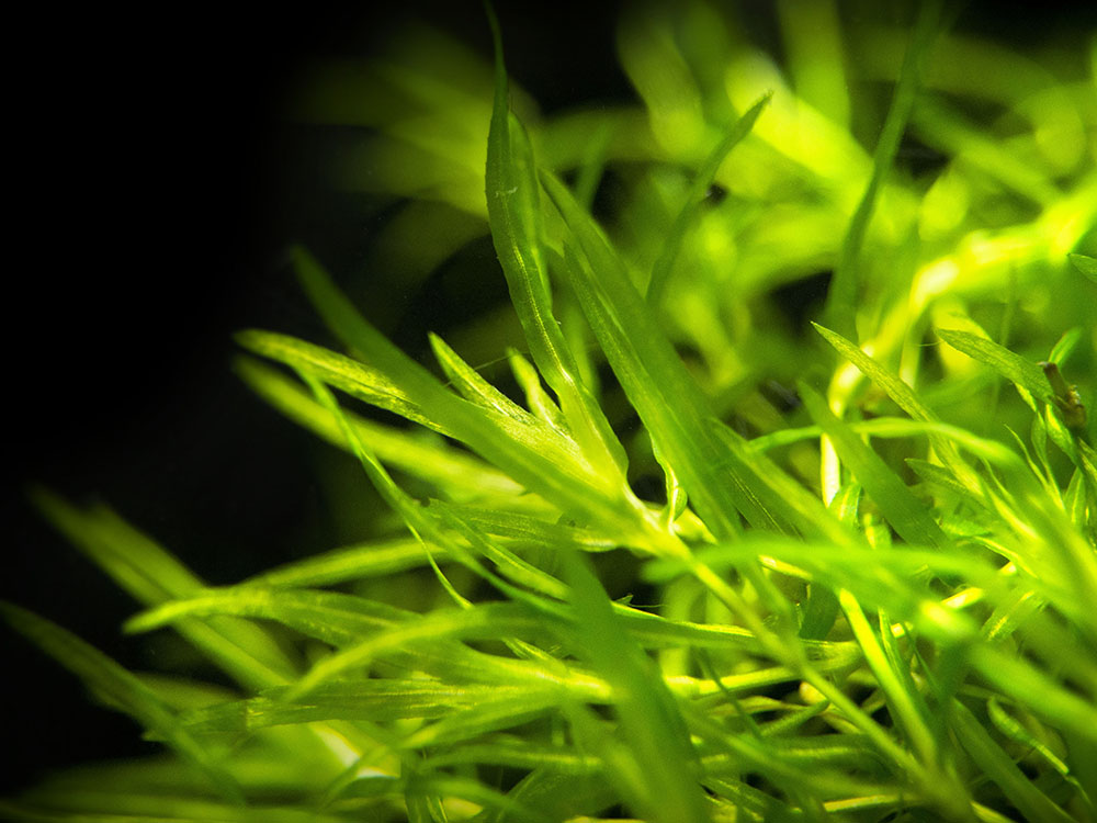 Guppy Grass AKA Najas Grass (Najas guadelupensis), Loose Portion