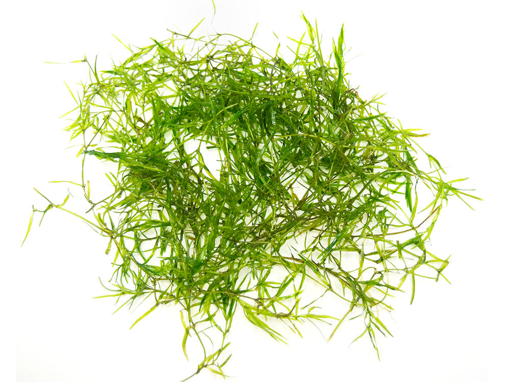 Guppy Grass AKA Najas Grass (Najas guadelupensis), Loose Portion