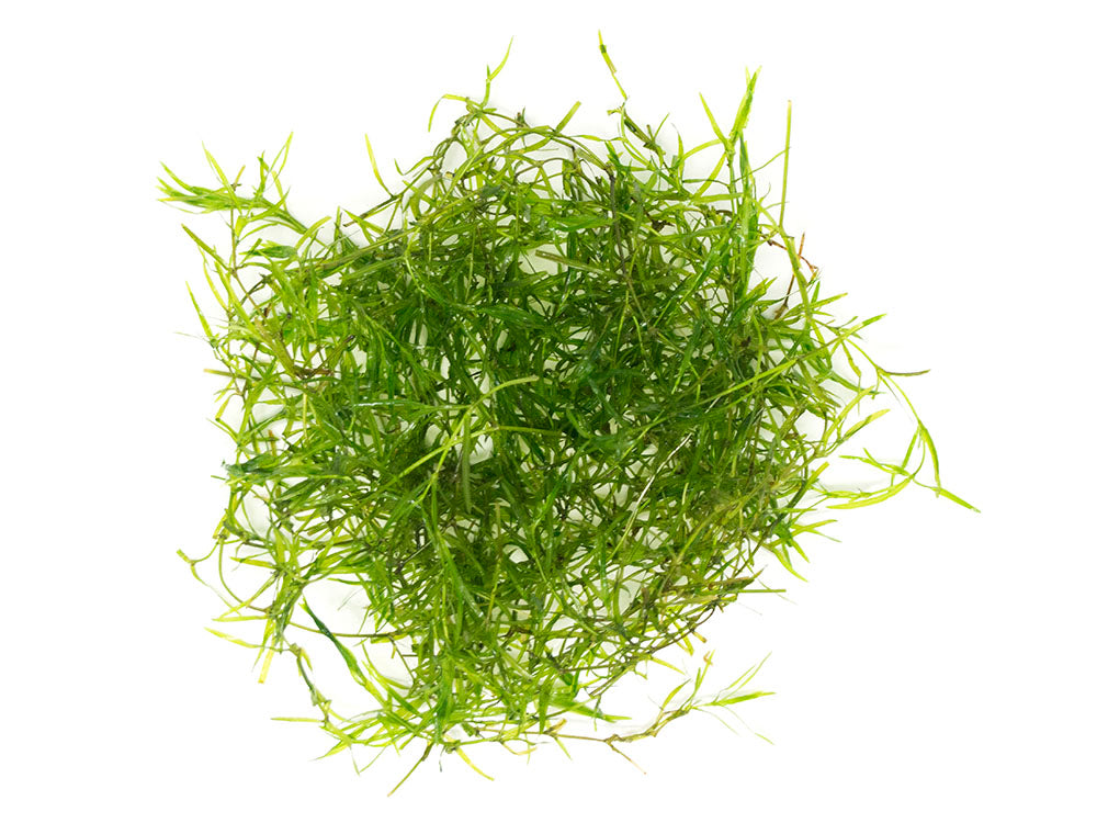 Guppy Grass AKA Najas Grass (Najas guadelupensis), Loose Portion