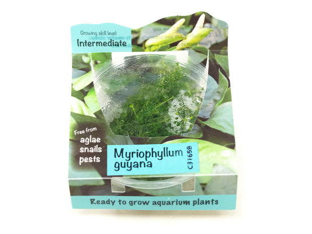 Guyana Milfoil (Myriophyllum sp. "Guyana") Tissue Culture