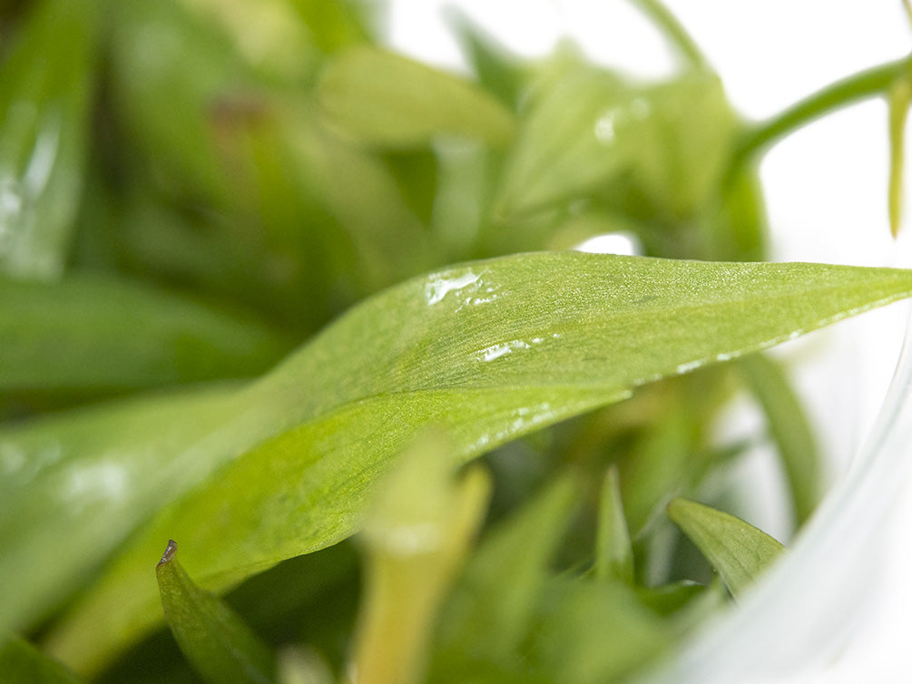 Bolivian Chain Sword (Helanthium bolivianus "Quadricostatus") Tissue Culture