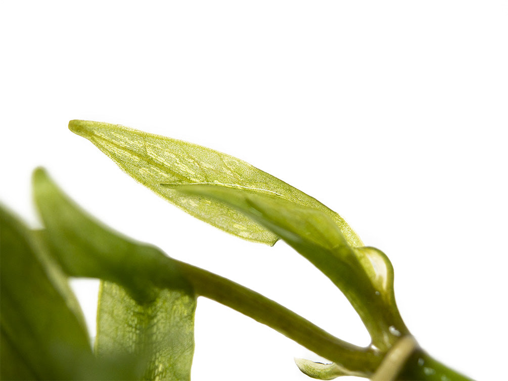 Bolivian Chain Sword (Helanthium bolivianus "Quadricostatus") Tissue Culture