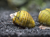 Hair Thorn Nerite Snail (Clithon sp.)