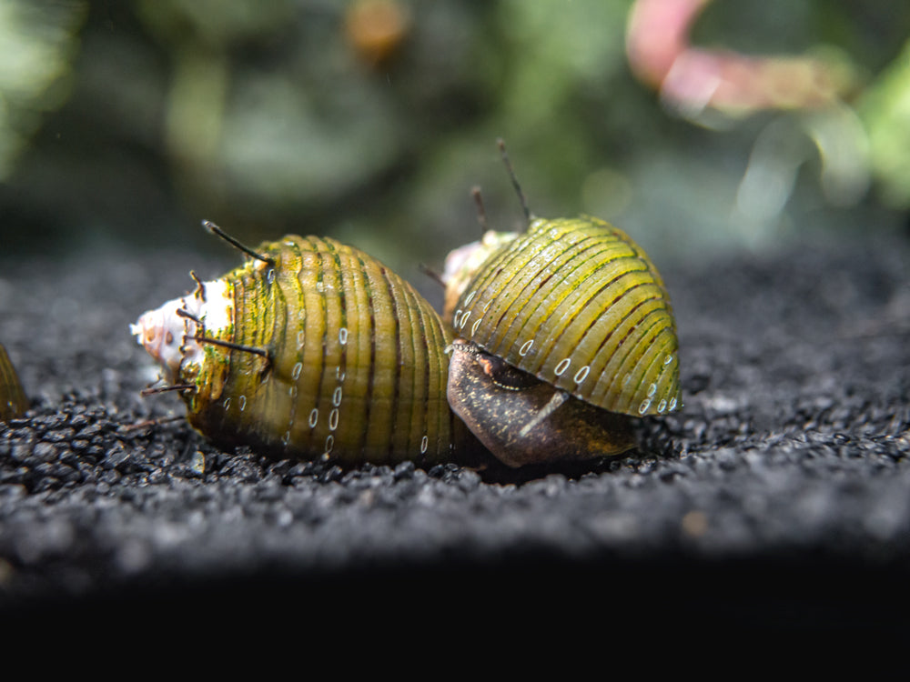 Hair Thorn Nerite Snail (Clithon sp.)