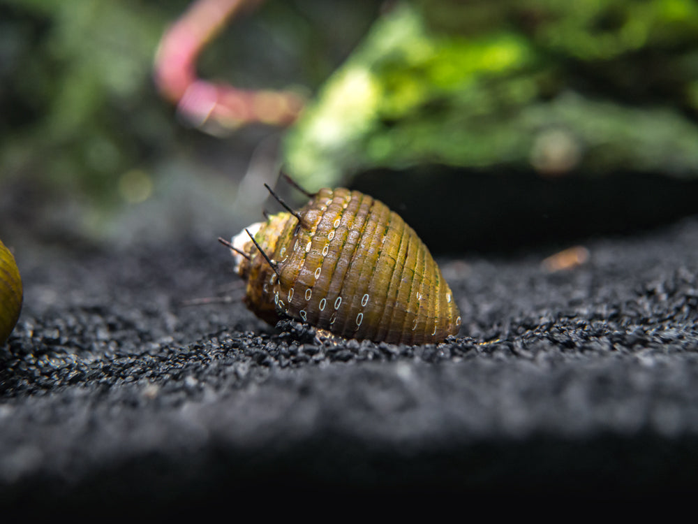 Hair Thorn Nerite Snail (Clithon sp.)