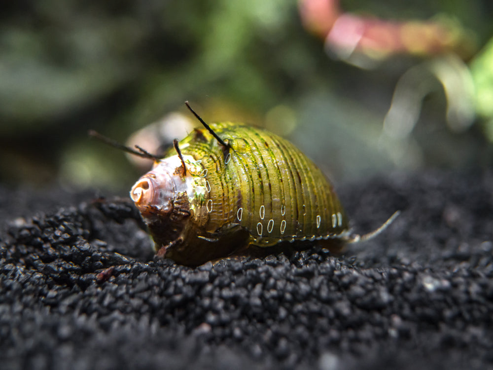 Hair Thorn Nerite Snail (Clithon sp.)