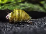 Hair Thorn Nerite Snail (Clithon sp.)