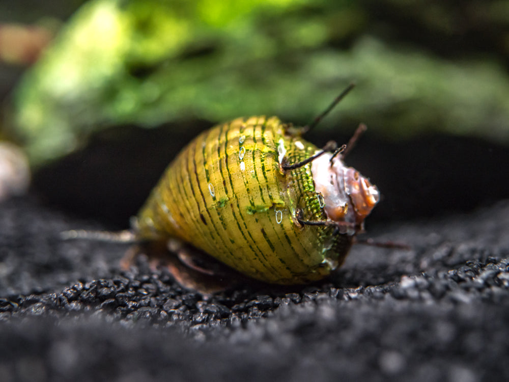 Hair Thorn Nerite Snail (Clithon sp.)