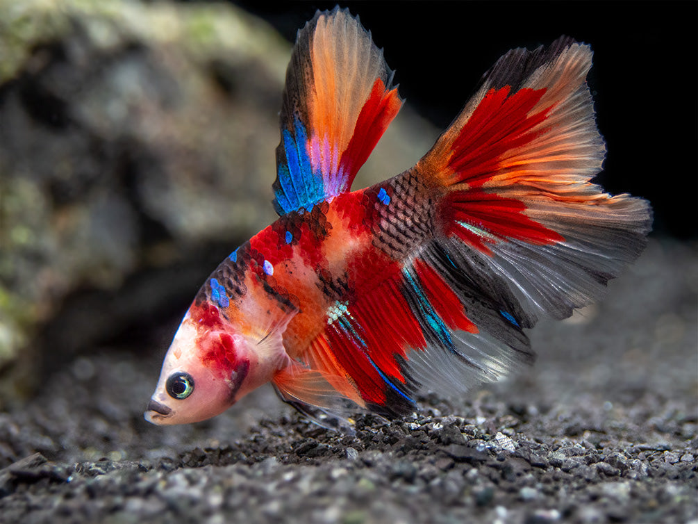 Assorted Koi Halfmoon Betta (Betta splendens) - Tank-Bred!