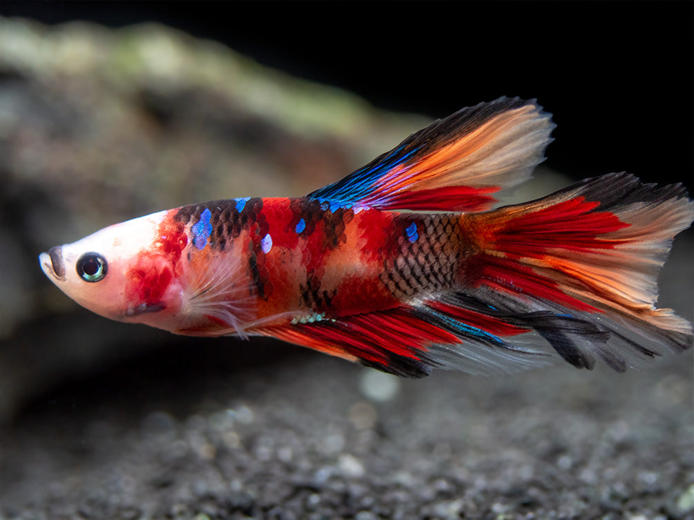 Assorted Koi Halfmoon Betta (Betta splendens) - Tank-Bred!