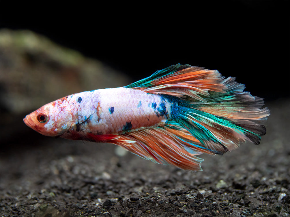 Assorted Koi Halfmoon Betta (Betta splendens) - Tank-Bred!