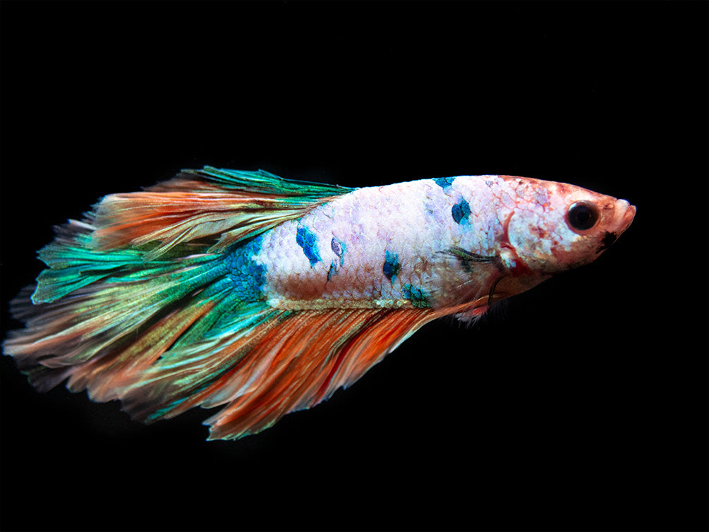 Assorted Koi Halfmoon Betta (Betta splendens) - Tank-Bred!