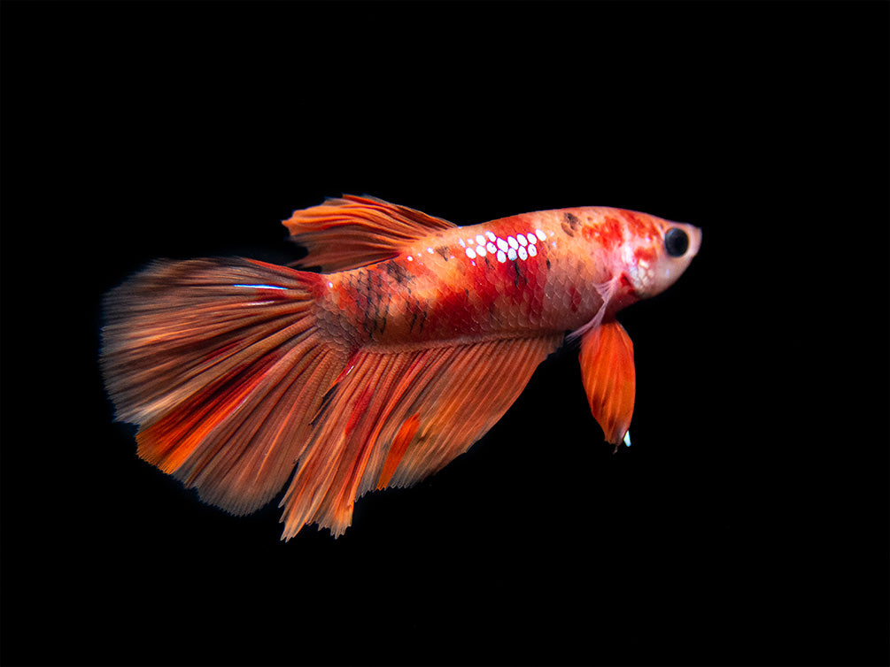 Assorted Koi Halfmoon Betta (Betta splendens) - Tank-Bred!