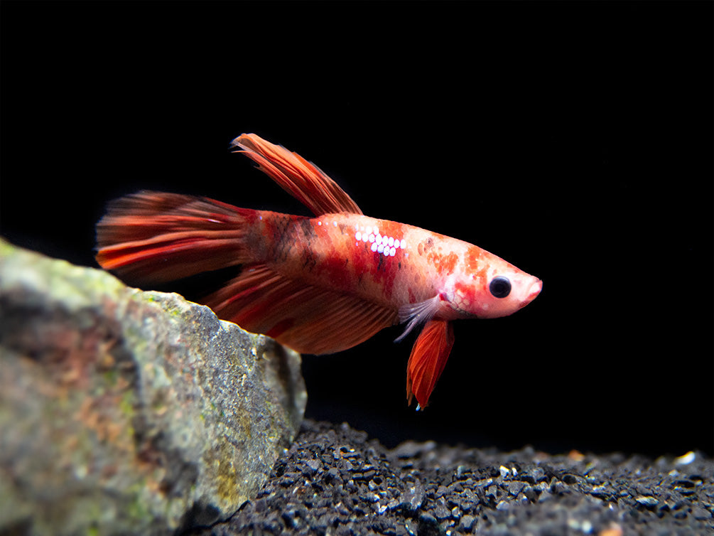 Assorted Koi Halfmoon Betta (Betta splendens) - Tank-Bred!