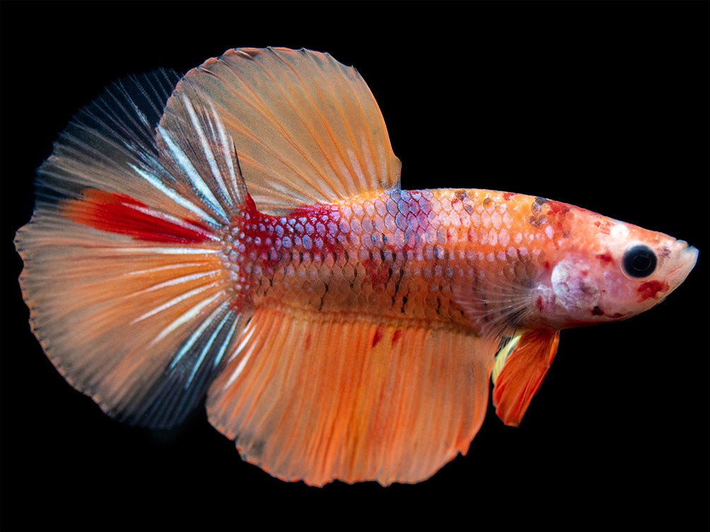 Assorted Koi Halfmoon Betta (Betta splendens) - Tank-Bred!