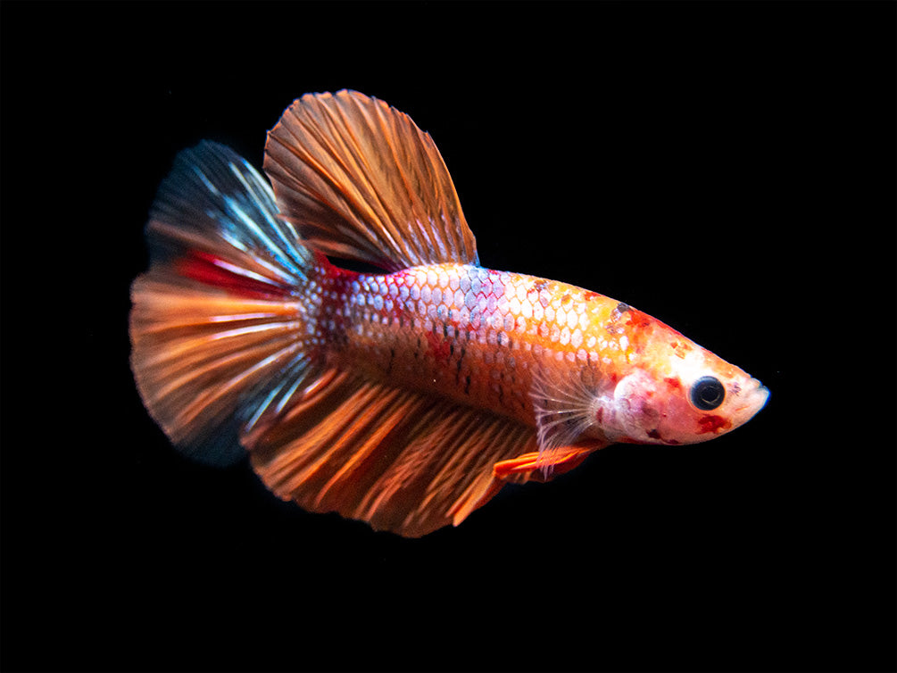 Assorted Koi Halfmoon Betta (Betta splendens) - Tank-Bred!