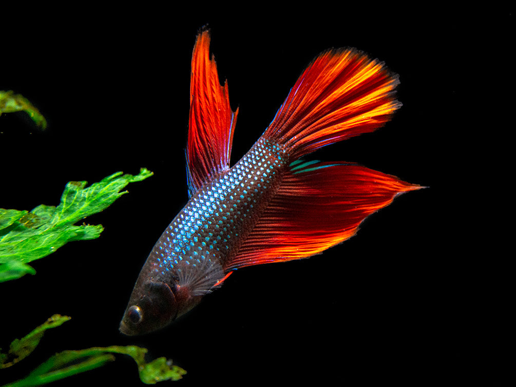 Assorted DELUXE Halfmoon Betta (Betta splendens) - Tank-Bred!