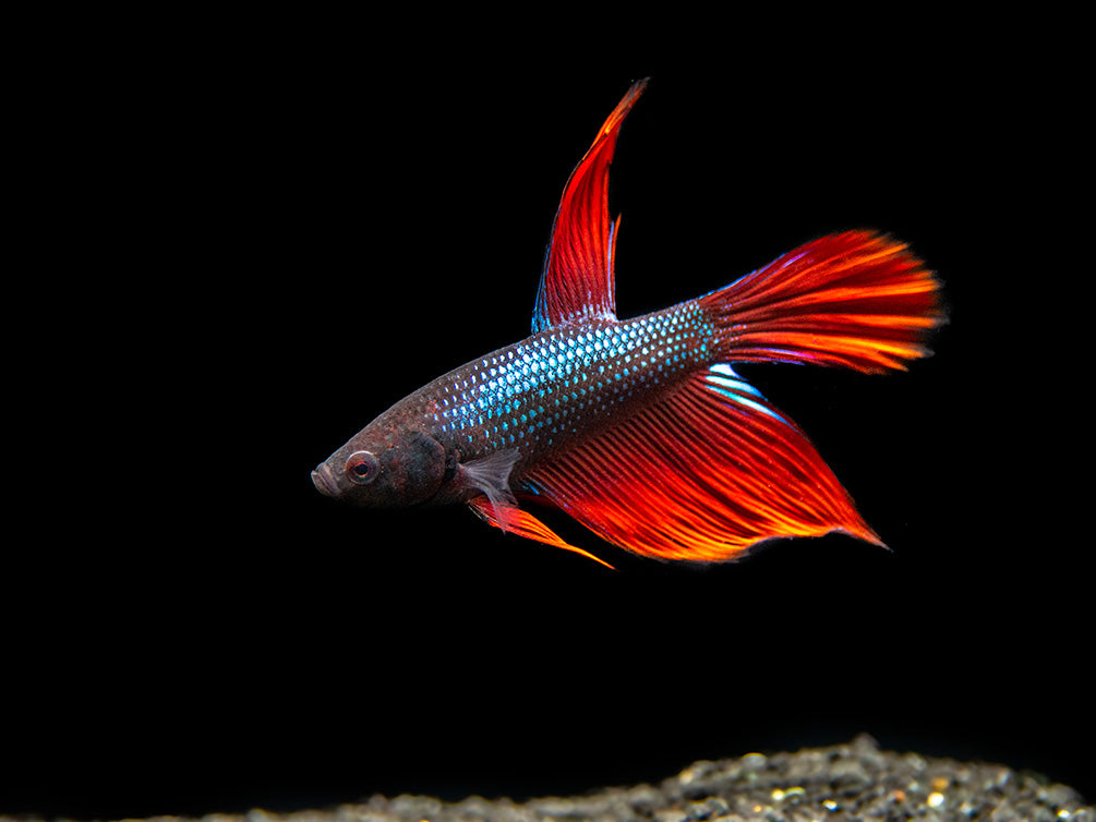 Assorted DELUXE Halfmoon Betta (Betta splendens) - Tank-Bred!