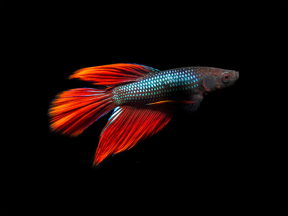 Assorted DELUXE Halfmoon Betta (Betta splendens) - Tank-Bred!