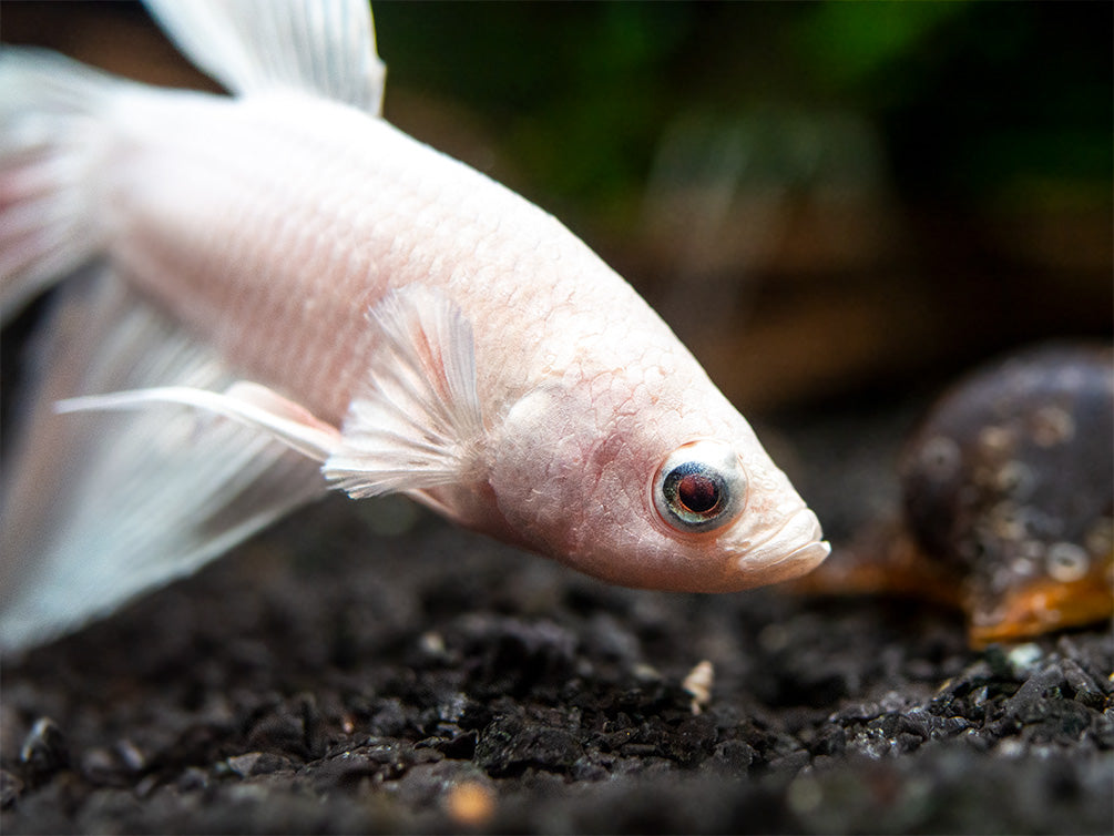 Assorted White Halfmoon Betta (Betta splendens) - Tank-Bred!