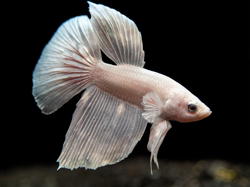 Assorted White Halfmoon Betta (Betta splendens) - Tank-Bred!