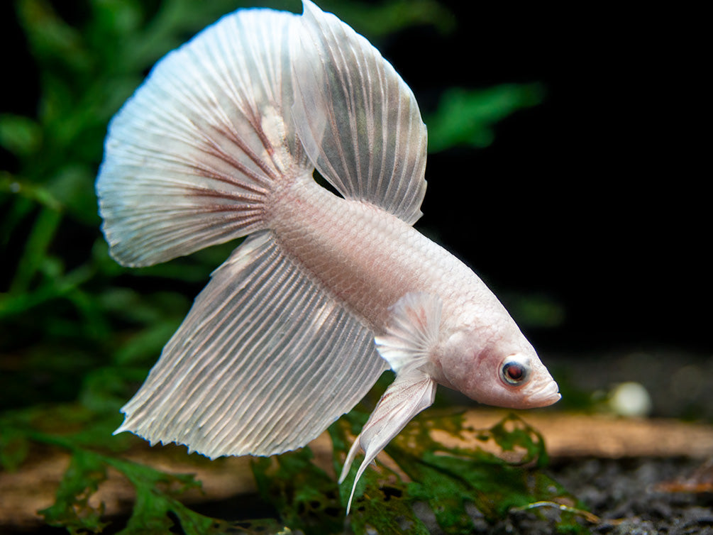 Assorted White Halfmoon Betta (Betta splendens) - Tank-Bred!