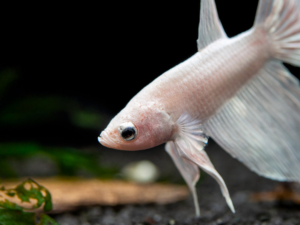 Assorted White Halfmoon Betta (Betta splendens) - Tank-Bred!