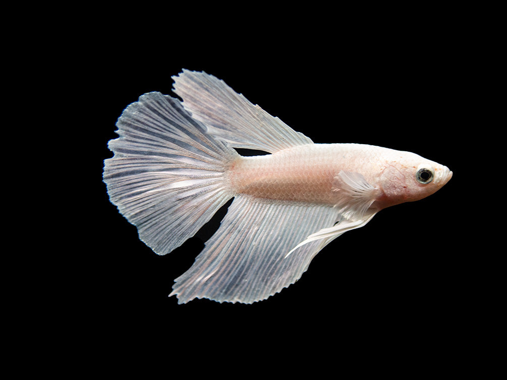 Assorted White Halfmoon Betta (Betta splendens) - Tank-Bred!