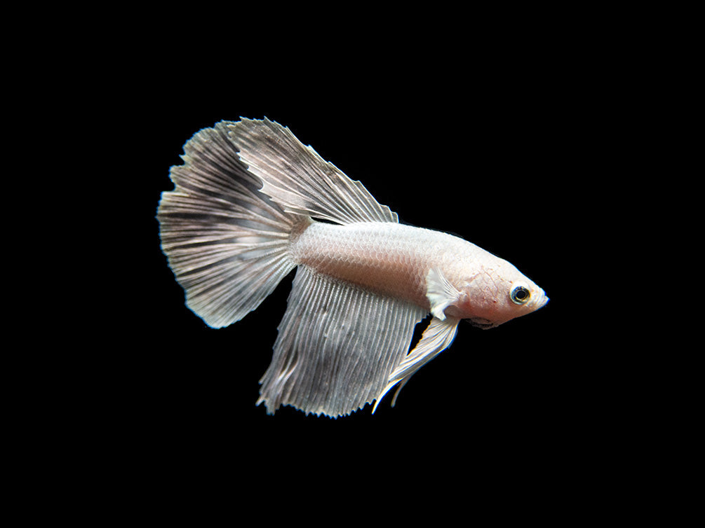 Assorted White Halfmoon Betta (Betta splendens) - Tank-Bred!