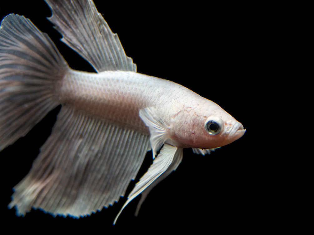 Assorted White Halfmoon Betta (Betta splendens) - Tank-Bred!